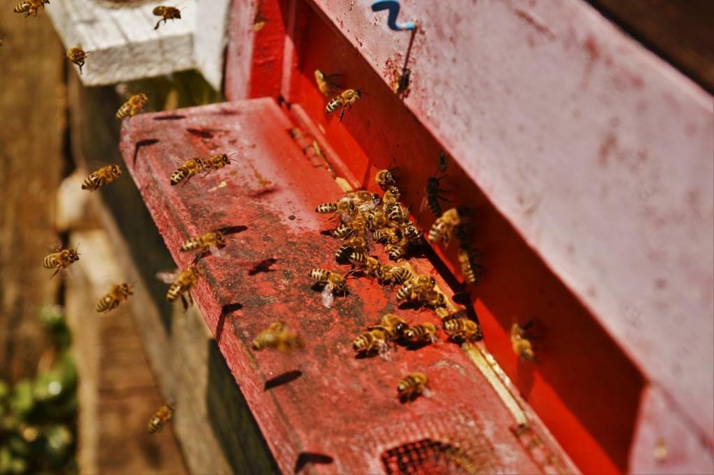 Sleeping With The Bees Kozjak Кобарид Экстерьер фото