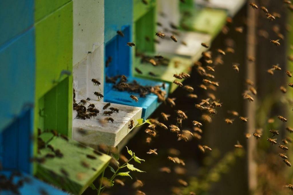 Sleeping With The Bees Kozjak Кобарид Экстерьер фото